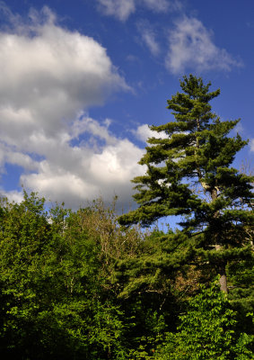 Green and Blue 