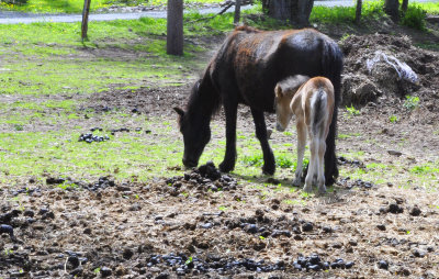 Ponies 