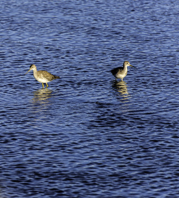 Yellow Legs