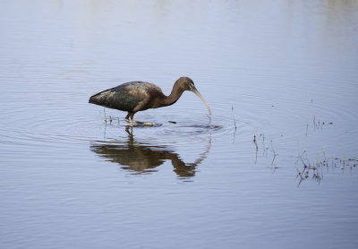 Glossy Ibis 