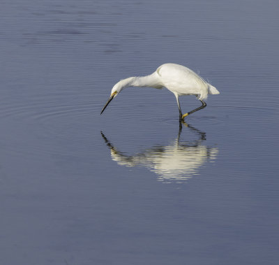 Great Egret
