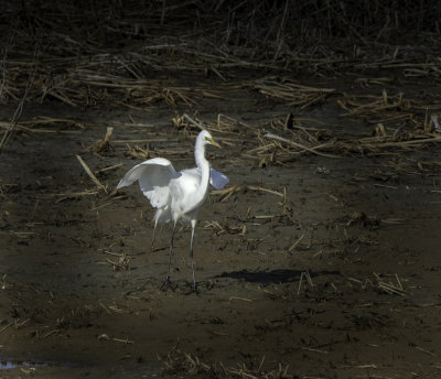 Great Egret 