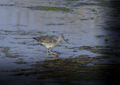 Greater Yellowlegs
