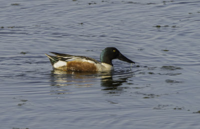 Northern Shoveler 