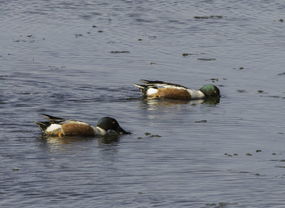 Northern Shovelers