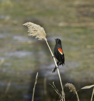 Red-winged Blackbird 