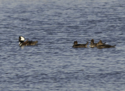 Hooded Merganser 