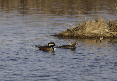 Hooded Merganser 