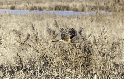 Northern Harrier 