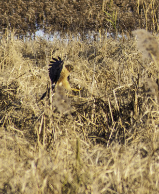 Northern Harrier 