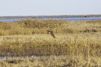 Northern Harrier