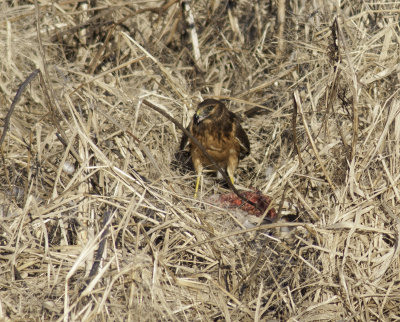 Northern Harrier 