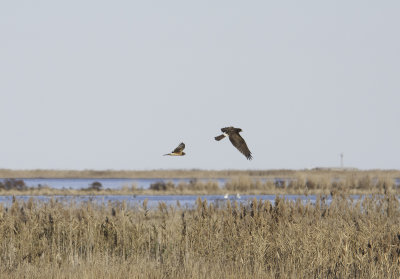 Northern Harrier 
