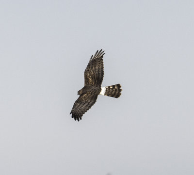 Northern Harrier 