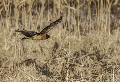 Northern Harrier 
