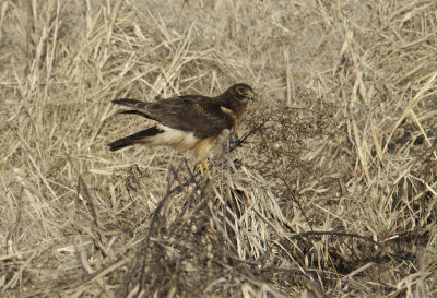 Northern Harrier 