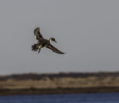 Northern Pintail 