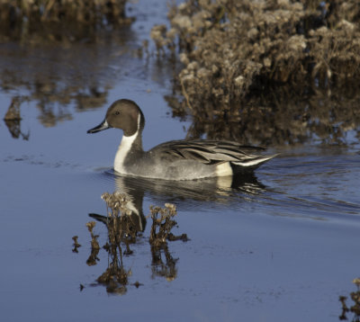 Northern Pintail 