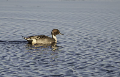 Northern Pintail 