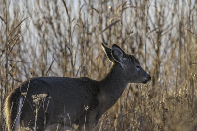 Whitetail Deer