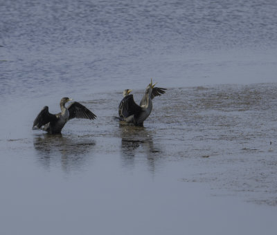 Golden Crested Cormant