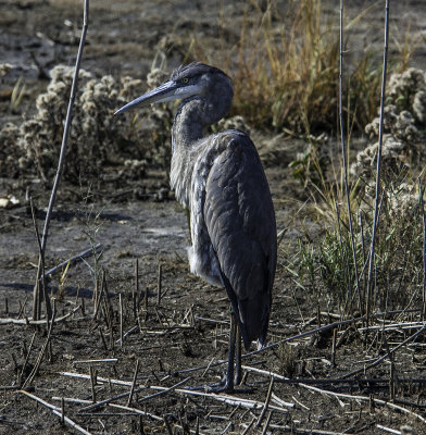 Great Blue Heron \