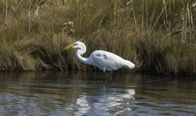 Great Egret\