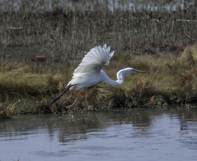 Great Egret\
