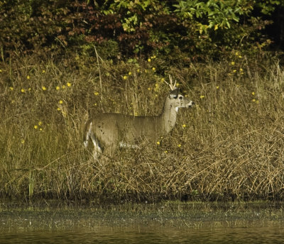 Male White Tail deer\