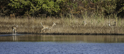 White Tail Deer \