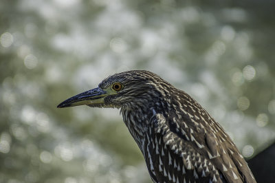 American Bittern 
