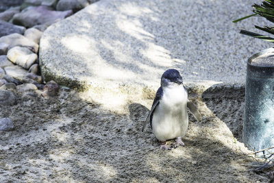 Penguin