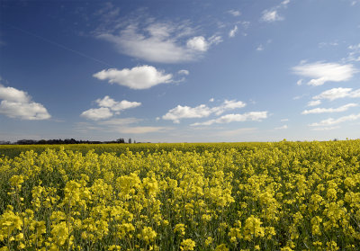 Landscapes of Norfolk.