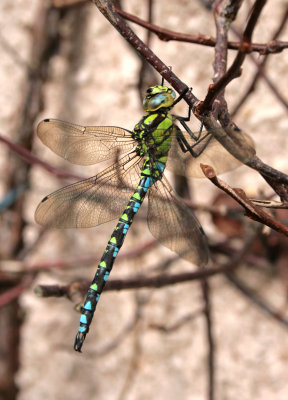 Southern Hawker