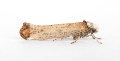 0436 Pseudoswammerdamia combinella