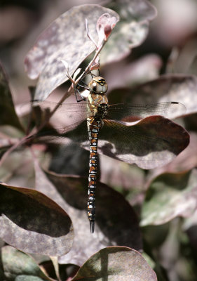 Migrant Hawker