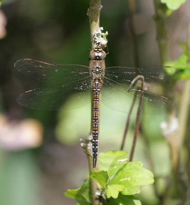 Migrant Hawker