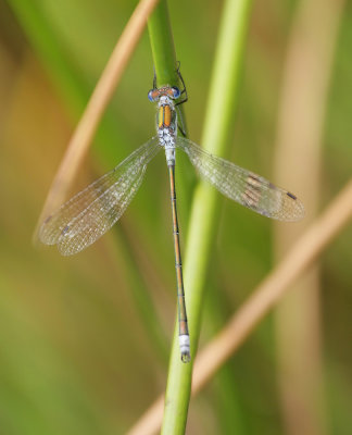 Emerald Damselfly