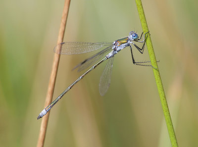 Emerald Damselfly