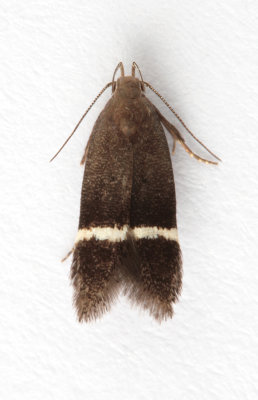 0847 Syncopacma taeniolella