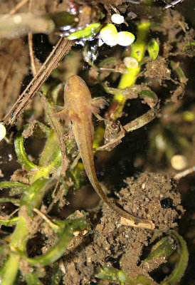 Smooth Newt larva