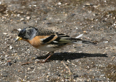 Brambling