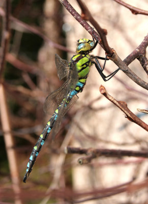 Southern Hawker