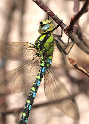 Southern Hawker