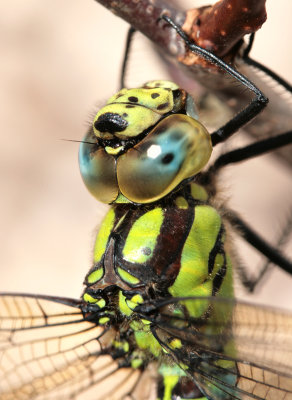 Southern Hawker