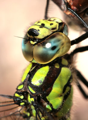 Southern Hawker