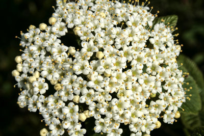 Wild Flowers