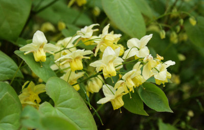 Epimedium x versicolour 'Sulphureum'