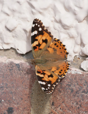 Painted Lady