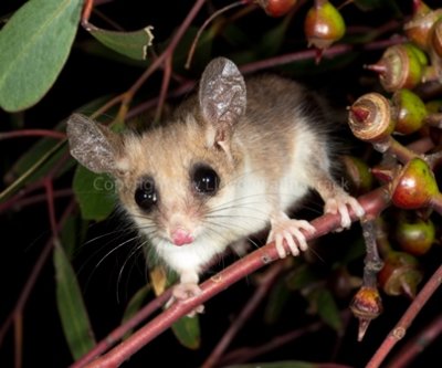 Mammals of Australia (Possums and Gliders)